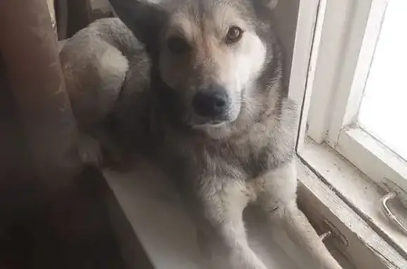 Объявления о пропавших и найденных животных, Зарубино, фото: Найдена собака, Школьная улица, 1, Зарубино - помесь хаски и лайки, хвост отрезан