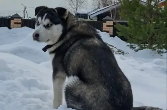 Найденные животные Нагорное, фото: Найден собака, Нагорное, Московская область - бродит кобель