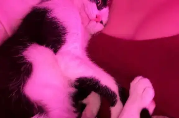 Пропал кот, Островская, Даниловка - чёрно-белый окрас, отзывается на имя Принц - photo