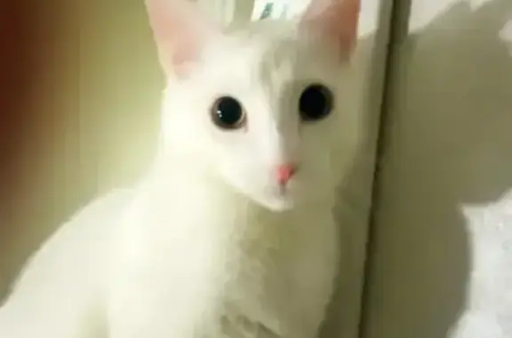 Пропал кот, Пролетарская набережная, 10, Тверь - белый, худой, мальчик - photo