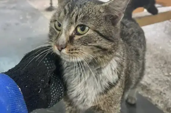 Найденные животные Киселевск, фото: Найдена кошка, улица Панфилова, 5, Киселёвск - ласковый взрослый кот