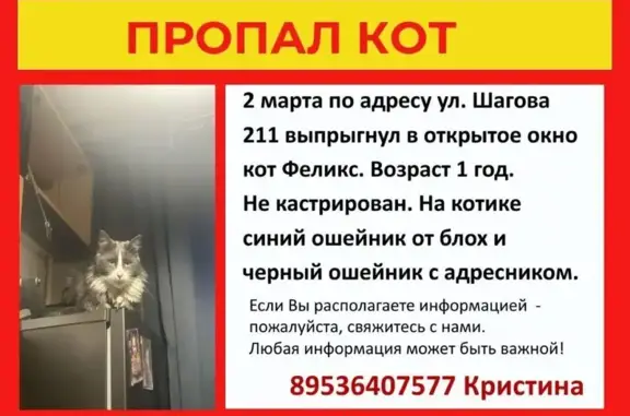 Пропал кот, улица Шагова, Кострома - photo