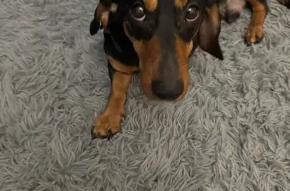 Найдена собака, Калининград, фото: Найден собака, мужской, Колхозная улица, 4Е, Калининград