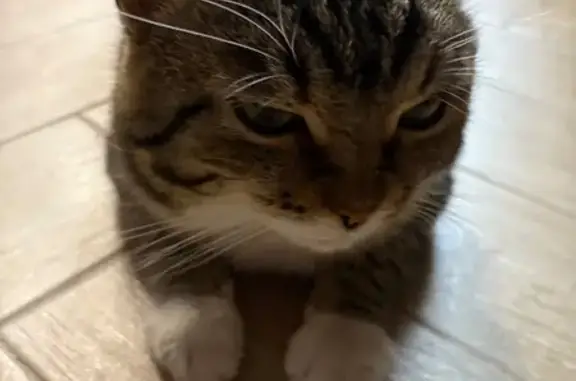 Потерянные животные Орск, фото: Пропал кот, улица Кирова, Орск - шрам на левом веке