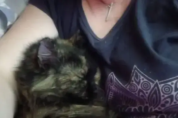 Пропала кошка, ж/д платформа вокзала, Мурманск - чёрный с рыжим окрас - photo