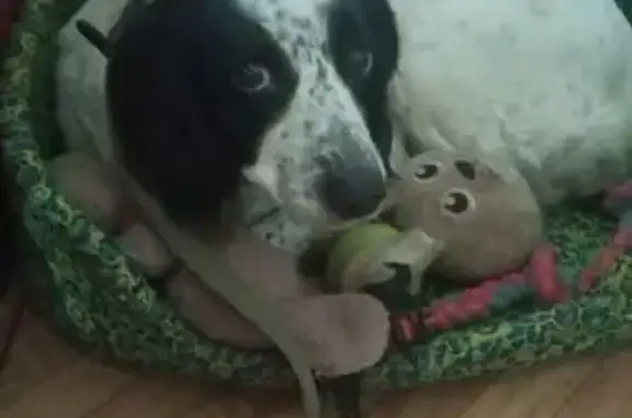 Собаки потеряшки, Волгоград, фото: Потеряшка собака, Короткая улица, 18, Волгоград - белая с чёрными ушами и пятнами