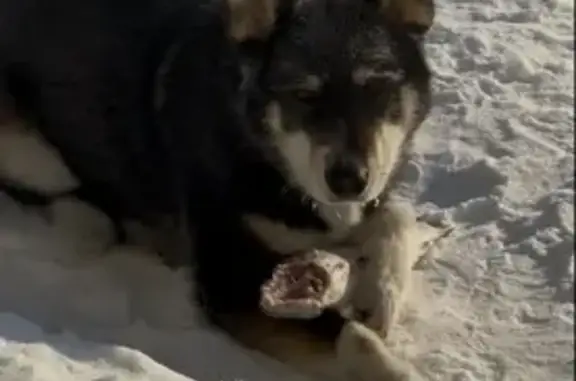 Пропала собака, Нягань - photo