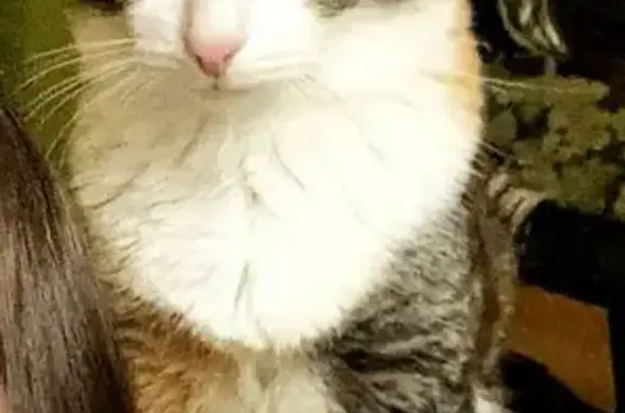 Кошки потеряшки, Снежногорск, фото: Потеряшка кошка, Снежногорск, Мурманская область - нет когтей на передних лапках