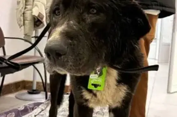 Найденные животные Люберцы, фото: Найден собака, М-5, Люберцы - алабай или метис алабая