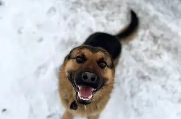 Пропал собака, Беседы, Московская область - овчарка, черно-рыжий, 2 года - photo