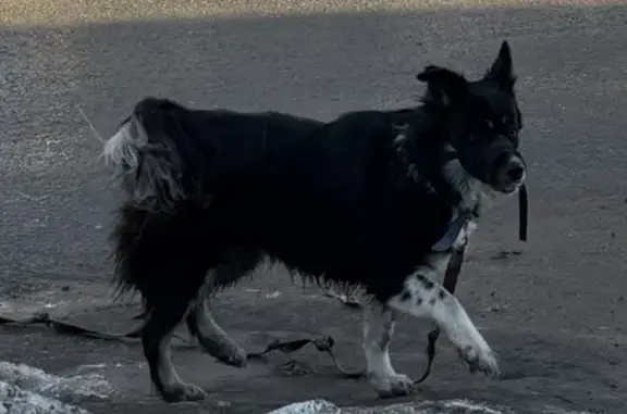 Найдена собака, Тула, фото: Найдена собака, улица Сойфера, 16В, Тула - с ошейником и поводком