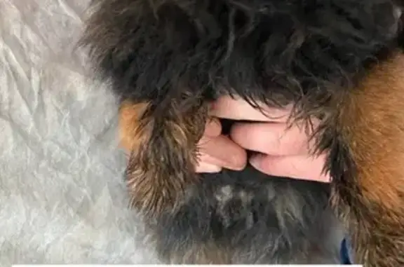 Шпиц, молодой песик. Черный, с рыжими подпалинами, ухоженный, упитанный, очень активный, красный ошейник. Найден в городе Курске, на улице Фрунзе , д.31 , вчера, 10 марта