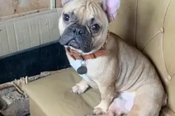 Потерянные животные Белоусово, фото: Пропала собака, Белоусово - французский бульдог Люцифер