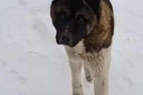Найденные животные Нижний Новгород, фото: Найден собака, Интернациональная улица, 83, Нижний Новгород - ам. акита, кобель бело-коричнево-чёрный