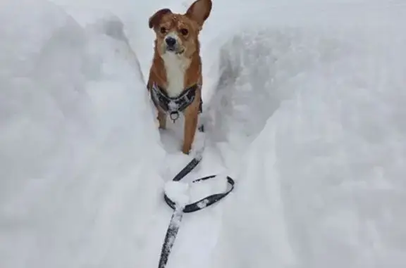 Найденные животные Зеленоград, фото: Найдена собака, мужской, Берёзовая аллея, Зеленоград - рыжий с белой грудкой