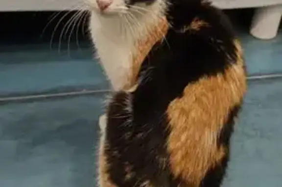 Объявления о пропавших и найденных животных, Екатеринбург, фото: Найдена кошка, переулок Фёдорова, Екатеринбург - молодая трёхцветная, стерилизована