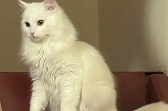 Найдена кошка, Новый, фото: Найдена кошка, Новый, Тульская область - белый кот, 7 месяцев