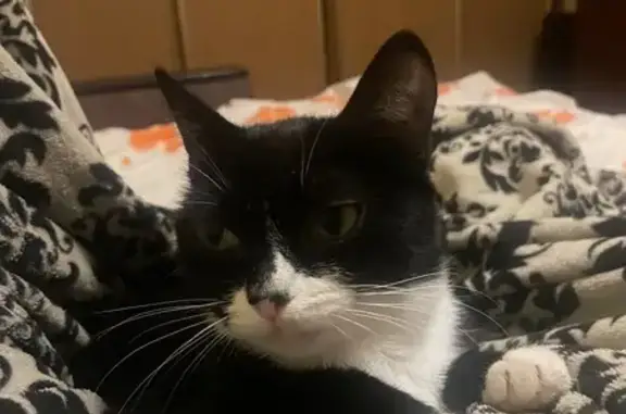 Пропала кошка, улица 5-й Армии, 9, Томск - чёрная с белыми лапками - photo