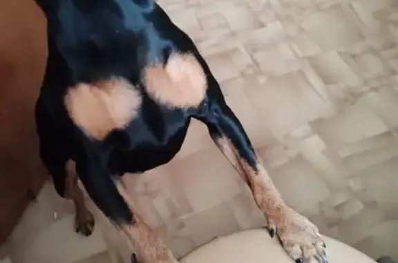 Собаки потеряшки, Санкт-Петербург, фото: Потеряшка собака, мужской, проспект Авиационных конструкторов, 11 к1, Санкт-Петербург