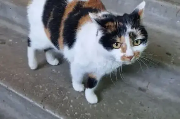 Найдена кошка, Пенза, фото: Найдена кошка, улица Клары Цеткин, 69, городской округ Пенза - домашняя с жёлтым ошейником