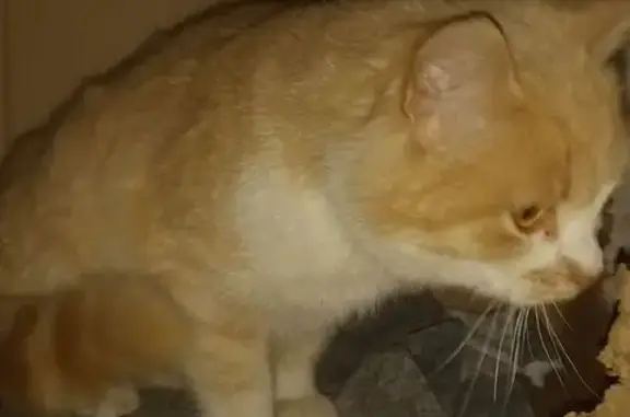 Найденные животные Ростов-на-Дону, фото: Найдена кошка, проспект 40-летия Победы, 111/3, Ростов-на-Дону - нежная и мурчащая