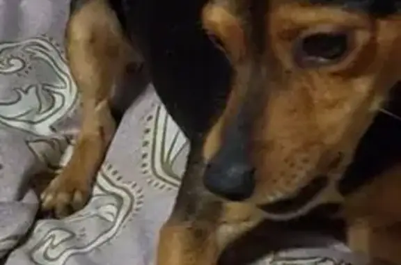 Пропал собака, Юбилейная улица, 28Б, Мариинск - черно серый с коричневым ошейником - photo