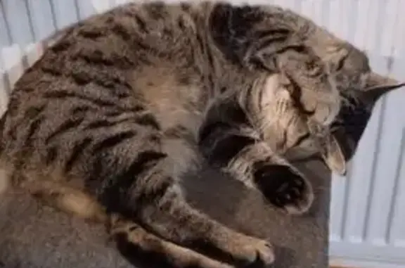 Пропал кот, Иглино, Башкортостан - шотландец Барсик - photo