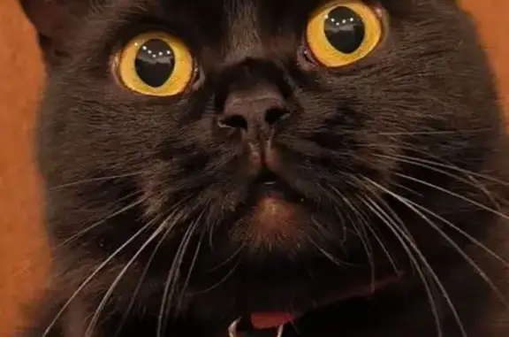 Пропала кошка, улица Тютчева, 11, городской округ Мценск - полностью чёрная, гладкошёрстная - photo