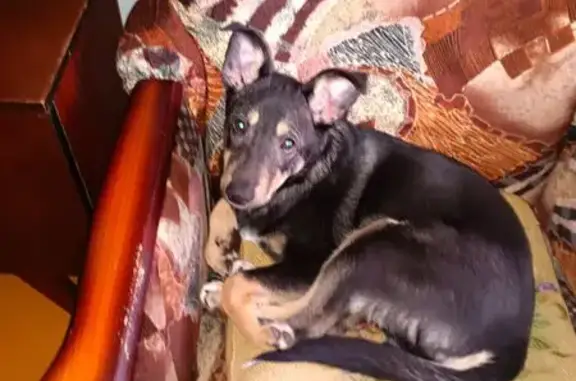 Пропала собака, женский пол, Большая Академическая улица, Москва - photo