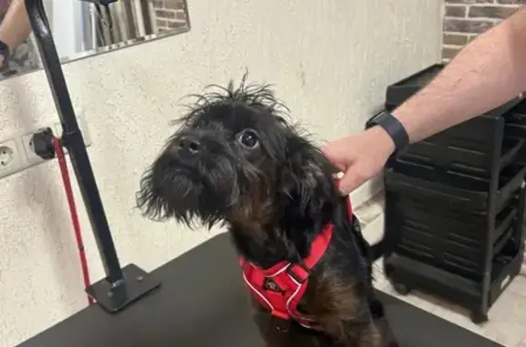 Найденные животные Москва, фото: Найден собака, Соболевский проезд, Москва - в красной шлейке с рулеткой