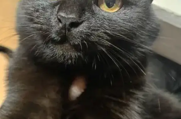 Пропала кошка, улица Никитина, 87, Жигулёвск - отсутствует кончик уха - photo