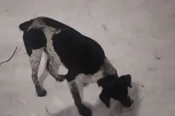 Объявления о пропавших и найденных животных, Новочебоксарск, фото: Найден собака, Коммунистическая улица, Новочебоксарск - умный кобель