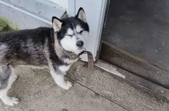 Объявления о пропавших и найденных животных, Писковичская волость, фото: Найдена собака, 58К-440, Писковичская волость - коричневый ошейник, голубые глаза