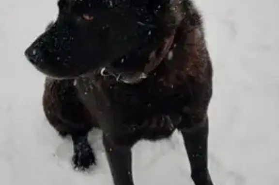 Пропал собака, Заозёрный, Красноярский край - овчарка помесь, окрас чёрный - photo