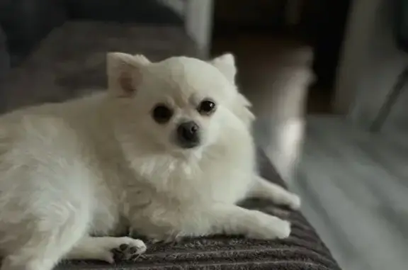 Пропала собака, улица Калинина, 137, Ейск - photo