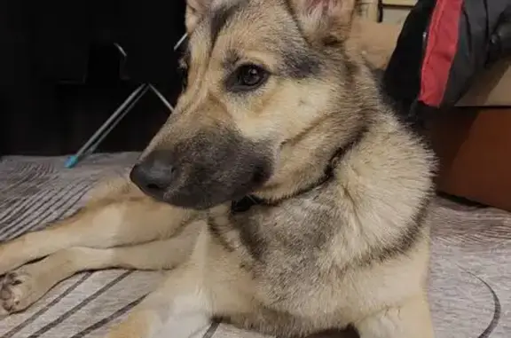 Объявления о пропавших и найденных животных, Электроугли, фото: Найдена собака, Школьная улица, 41А, Электроугли - щенок с подпалым окрасом