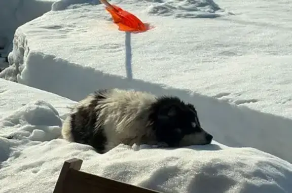 Найдена собака, Лопотово, фото: Найдена собака, Лопотово, Московская область