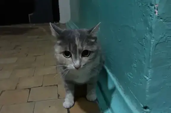 Найденные животные Улан-Удэ, фото: Найдена кошка, улица Бабушкина, 23, Улан-Удэ - спокойная и не боится людей