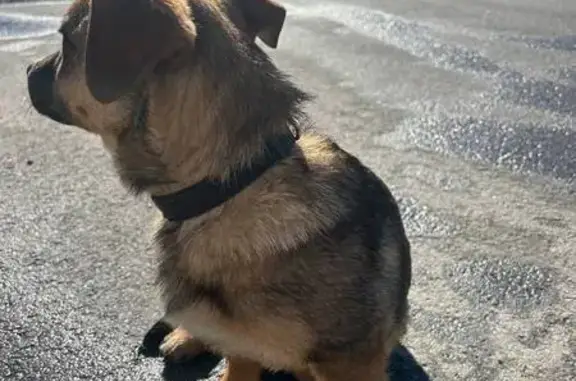 Найдена собака, Староживотинное, фото: Найден собака, Староживотинное, Воронежская область - щенок с ошейником