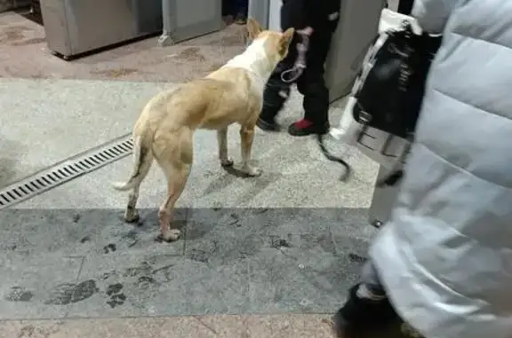 Объявления о пропавших и найденных животных, Москва, фото: Найдена собака, Комсомольская площадь, 2, Москва - метис, гладкошёрстный