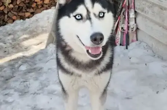 Найденные животные Москва, фото: Найден собака, мужской, пос. Удельная Раменского р., Москва
