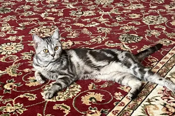 Пропала кошка, Ленинская улица, 1, Воскресенка - photo