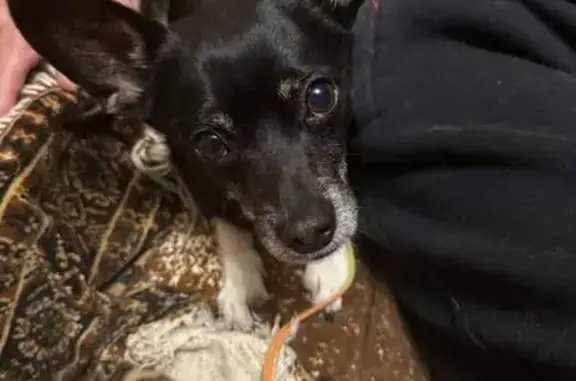 Найдена собака, Тюмень, фото: Найден собака, мужской, улица Республики, 155, Тюмень