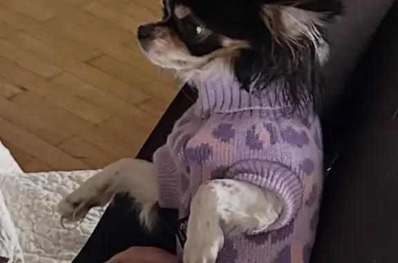 Пропала собака, мужской, улица Ахшарумова, 46, Астрахань - photo