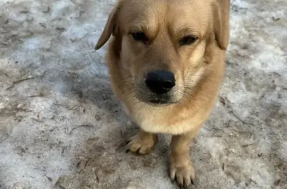 Найденные животные Москва, фото: Найден собака, улица Нижняя Масловка, Москва - рыжий метис