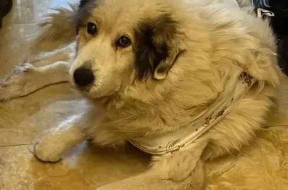 Собаки потеряшки, Тула, фото: Потеряшка собака, Моторная улица, Тула - белая длинная шерсть