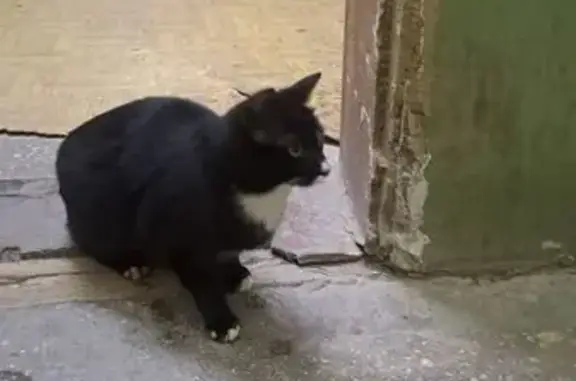 Найдена кошка, Саратов, фото: Найдена кошка, проспект Строителей, 60, Саратов - чёрная с белыми лапками