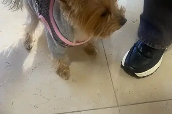 Найдена собака, Сочи, фото: Найдена собака, Курортный проспект, 50, Сочи - в сером жилете с хвостиком