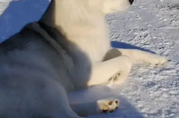 Пропала собака, Боково, Московская область - серебристый окрас - photo