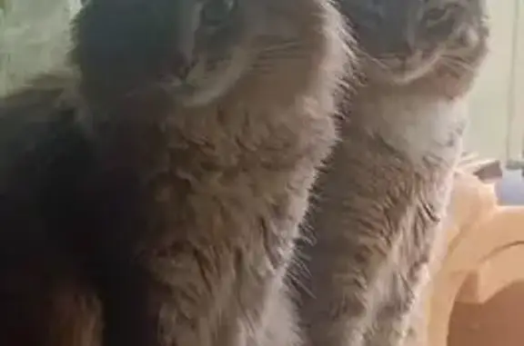 Пропала кошка, улица Новаторов, 18 к1, Москва - серый, пушистый с черными подушечками - photo